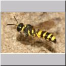 Cerceris quadricincta - Knotenwespe w002d 10mm - mit Ruesselkaefer - OS-Wallenhorst-Sandgrube-det.jpg